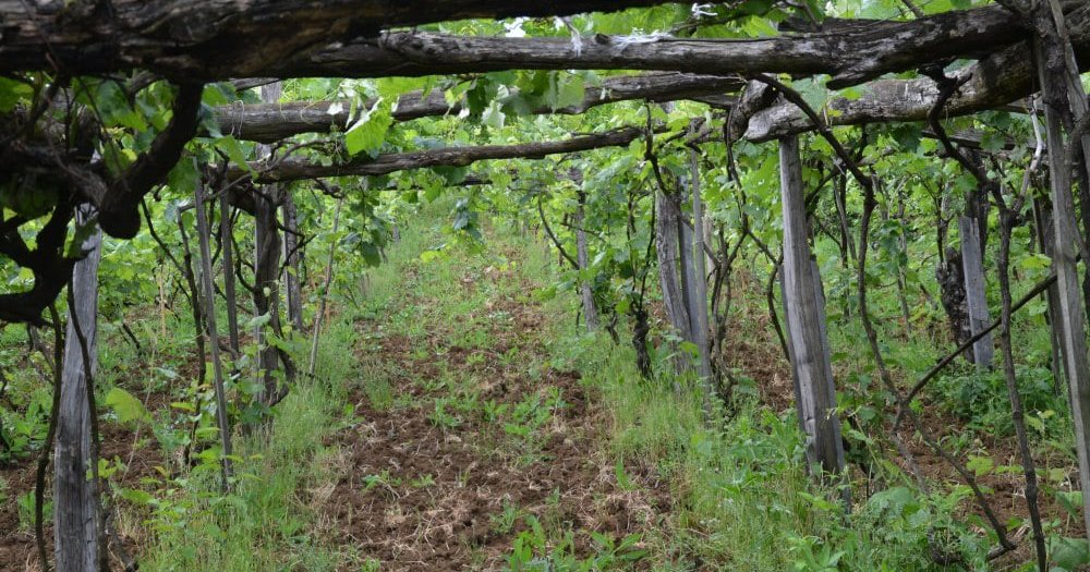 ზესტაფონის ბუნებრივი ღვინო - ოთხი მარანი