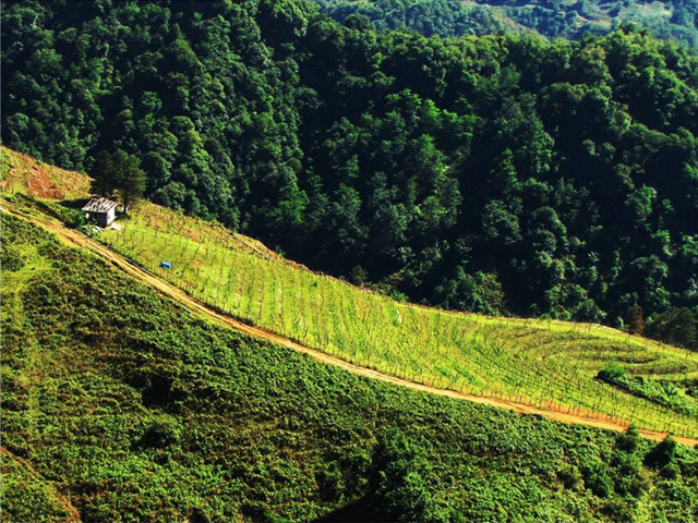 Natural Wine Cellars in Guria with exceptional wine and history