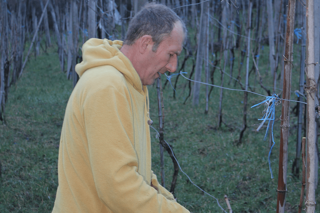 Vine Pruning – Spring Talks with Vineyard