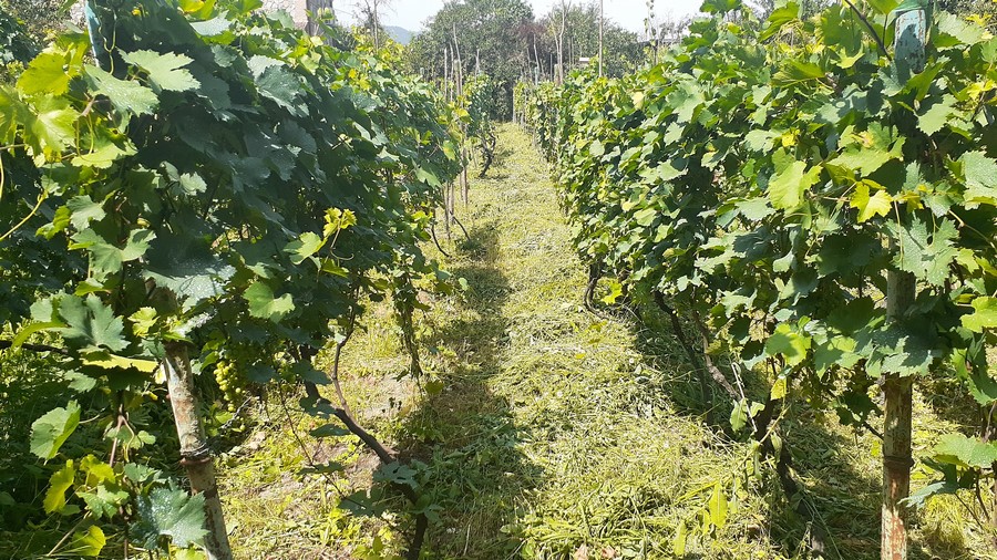 Green operations in the vineyard  - annual essential assistance