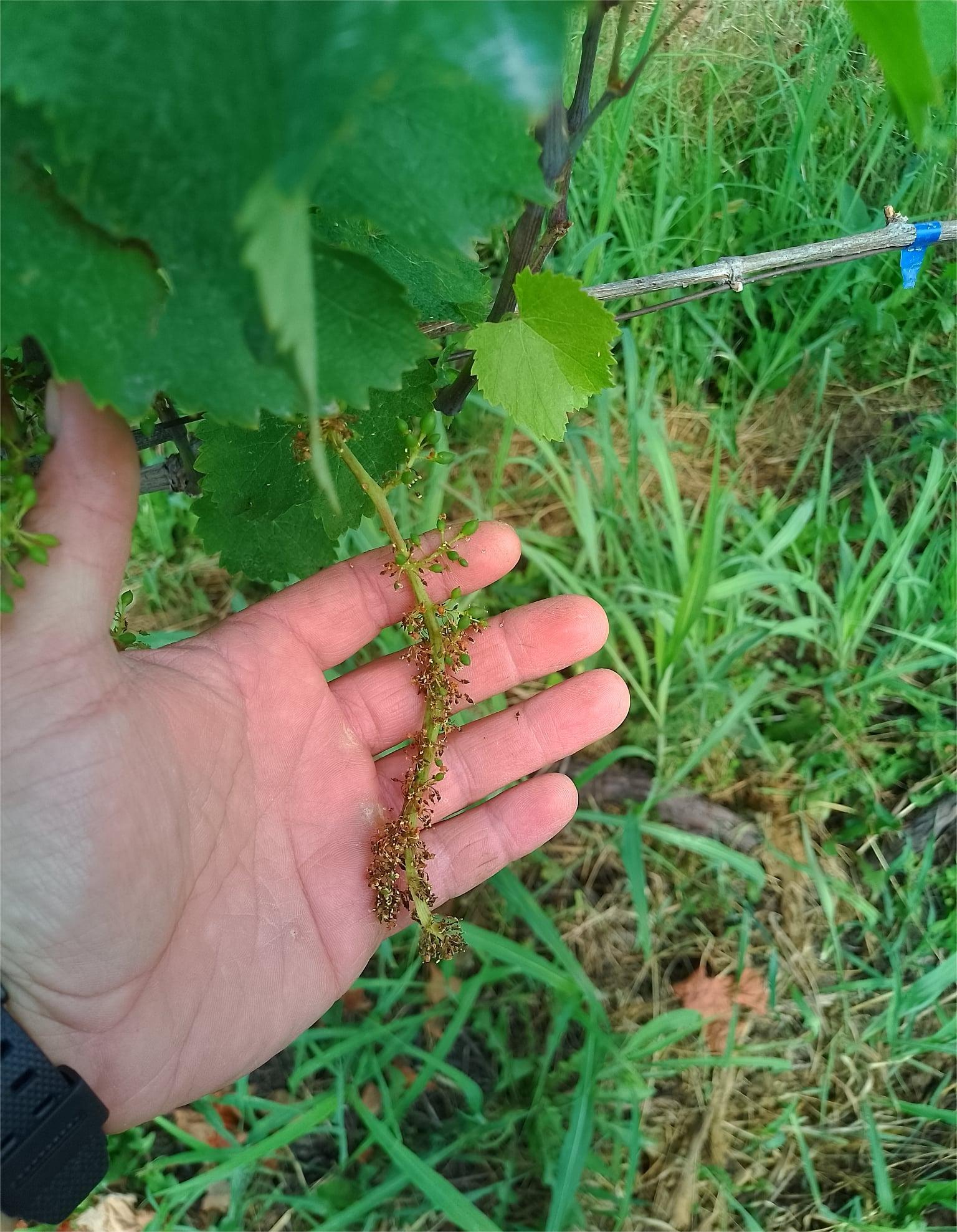 “When Vakhtang VI Fled from Kartli, This Is What Happened to My Rkatsiteli” Stories of an Unequal Fight Against Downy Mildew