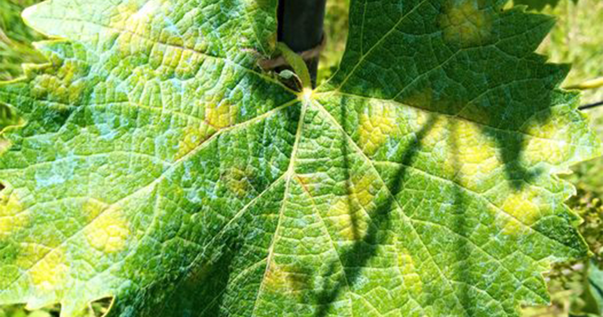 The Season For Fungal Diseases Natural Wine Association the-season-for-fungal-diseases-natural-wine-association